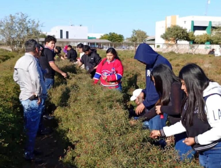 Impulsa Gobierno de Sonora innovación agrícola desde la UTEtchojoa (1)