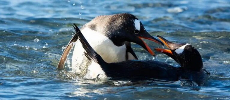 Descubren nuevo pingüino antártico tras un siglo